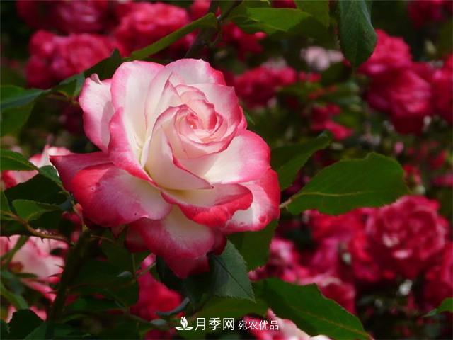 月季養(yǎng)護(hù)二三事，做好這幾點(diǎn)，想不開(kāi)花都難(圖1)