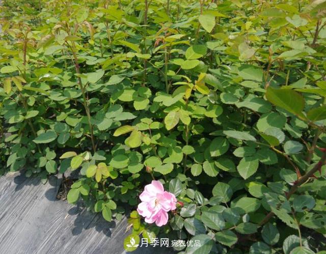 養(yǎng)殖月季，選用一個(gè)靠譜方法，爆筍不停(圖1)