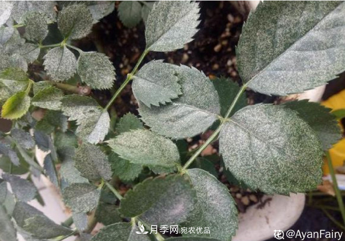月季常見7大蟲害，防治方法都在這里了，收藏起來(圖3)