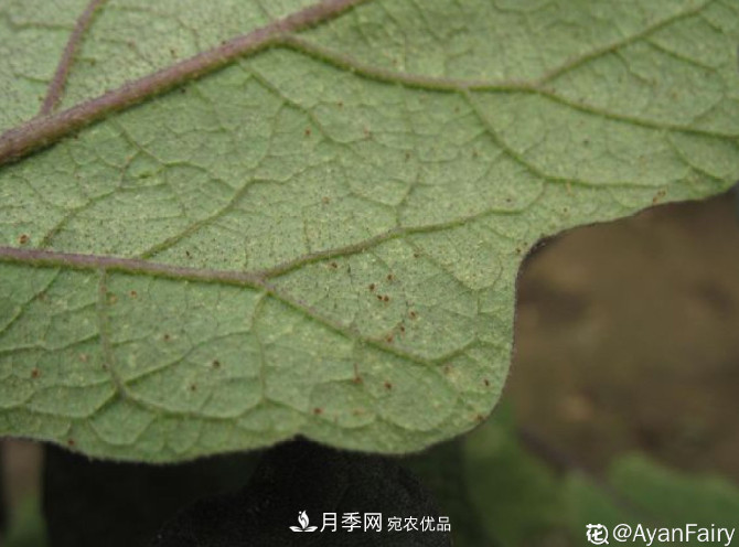 月季常見7大蟲害，防治方法都在這里了，收藏起來(圖4)