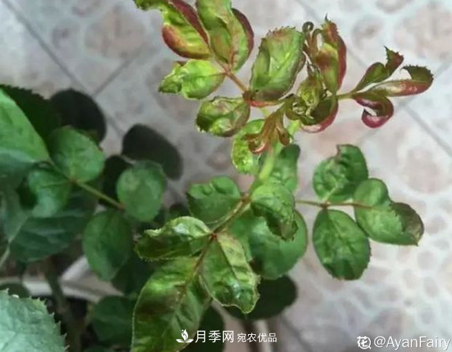 月季常見7大蟲害，防治方法都在這里了，收藏起來(圖5)