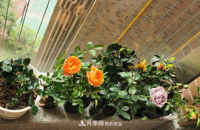 月季常見7大蟲害，防治方法都在這里了，收藏起來(圖7)