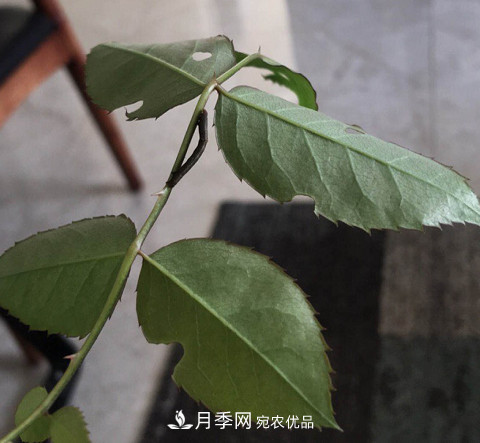 月季常見7大蟲害，防治方法都在這里了，收藏起來(圖10)