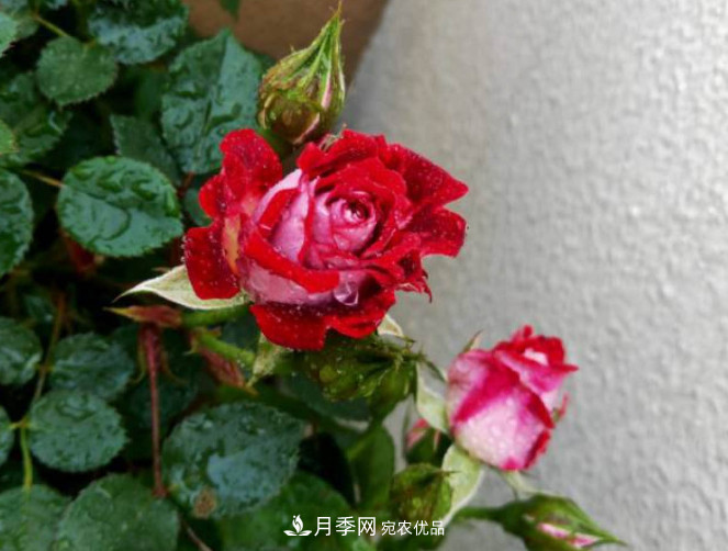 月季常見7大蟲害，防治方法都在這里了，收藏起來(圖9)