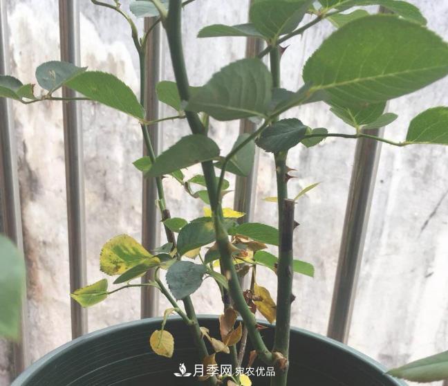 月季常見7大蟲害，防治方法都在這里了，收藏起來(圖6)
