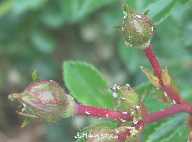 月季常見7大蟲害，防治方法都在這里了，收藏起來(圖8)