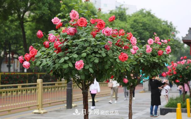 保證這兩個(gè)條件，80%的花卉都能養(yǎng)的住(圖1)