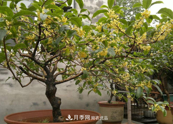 養(yǎng)護盆栽桂花，4方面做到位，9月到11月開花更多更香(圖1)