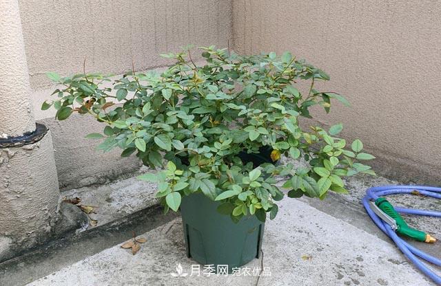 快要開花的月季花，一把肥回到了解放前，隨意施肥有風(fēng)險(xiǎn)(圖2)