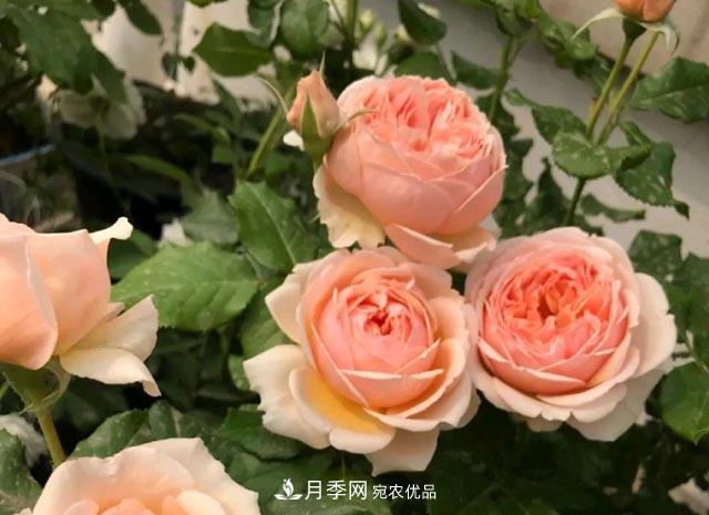 快要開花的月季花，一把肥回到了解放前，隨意施肥有風(fēng)險(xiǎn)(圖1)