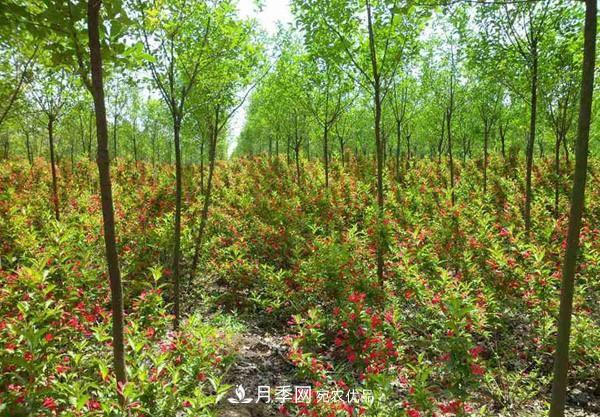 苗木：一級苗與二級苗***詳細(xì)的劃分，純干貨收藏(圖1)