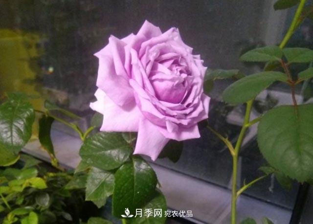 九月養(yǎng)月季，做到&quot;3多&quot;，秋花不愁開，春花更可期(圖1)