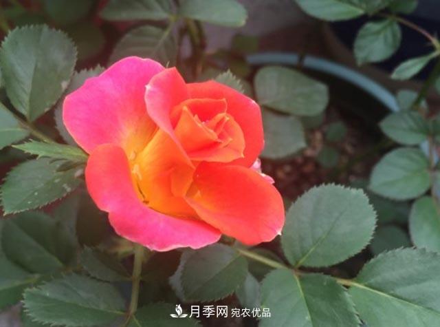 九月養(yǎng)月季，做到&quot;3多&quot;，秋花不愁開，春花更可期(圖2)
