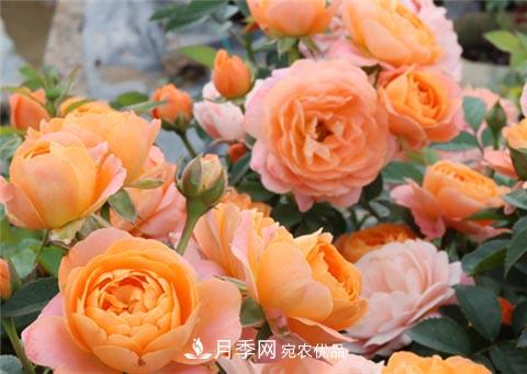 月季不會修剪？3種情況不要亂剪，一剪就沒(圖1)