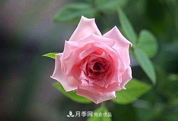 不香的月季沒有靈魂，適合陽臺的濃香微月，一朵滿室生香(圖1)