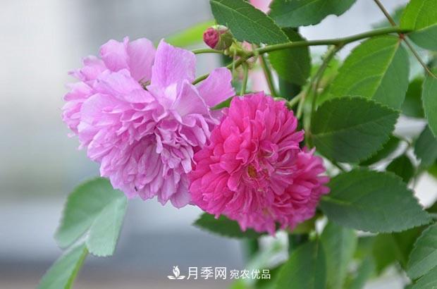 不香的月季沒有靈魂，適合陽臺的濃香微月，一朵滿室生香(圖2)