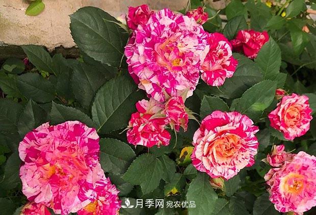 不香的月季沒有靈魂，適合陽臺的濃香微月，一朵滿室生香(圖3)