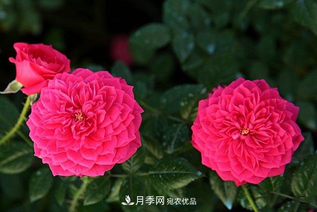 不香的月季沒有靈魂，適合陽臺的濃香微月，一朵滿室生香(圖4)