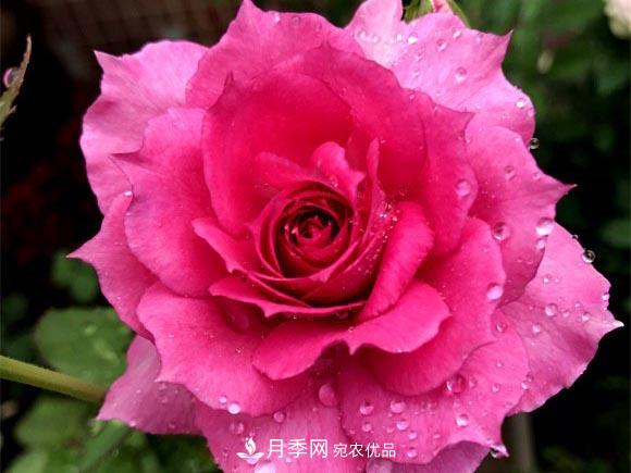 不香的月季沒有靈魂，適合陽臺的濃香微月，一朵滿室生香(圖5)