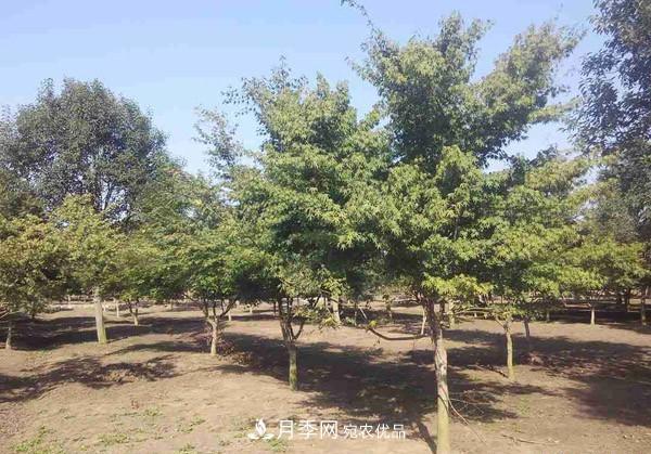 移栽苗木大樹，記住這幾點，成活率翻倍(圖1)