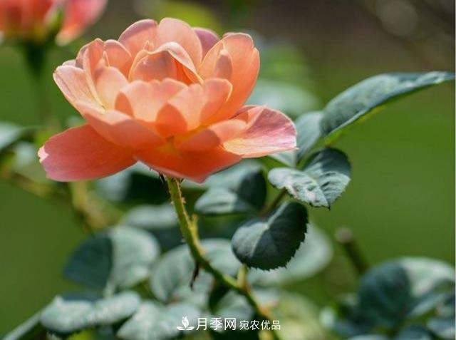 九月份養(yǎng)月季注重3個(gè)步驟，掌握到手開花次數(shù)多(圖1)