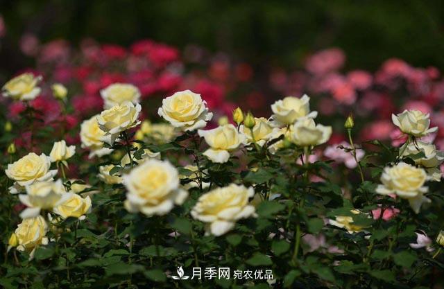 九月份養(yǎng)月季注重3個(gè)步驟，掌握到手開花次數(shù)多(圖2)