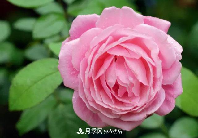 耐看的10種月季推薦：非常養(yǎng)眼，你養(yǎng)過(guò)幾種(圖7)