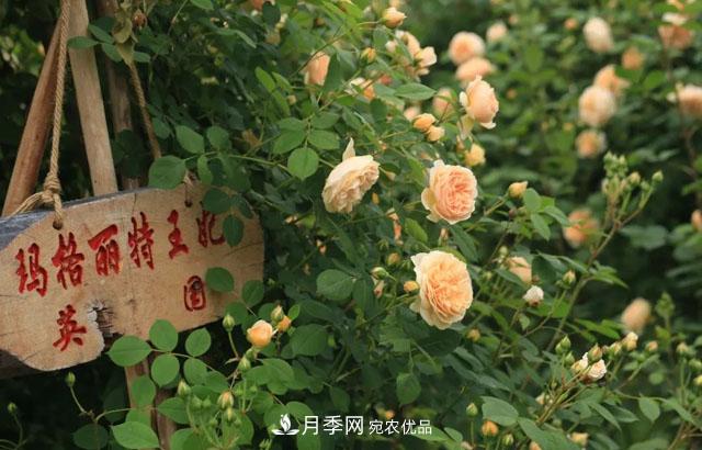 耐看的10種月季推薦：非常養(yǎng)眼，你養(yǎng)過(guò)幾種(圖3)