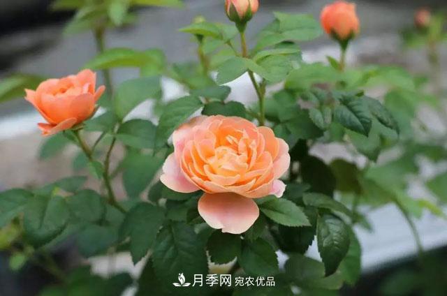 耐看的10種月季推薦：非常養(yǎng)眼，你養(yǎng)過(guò)幾種(圖1)