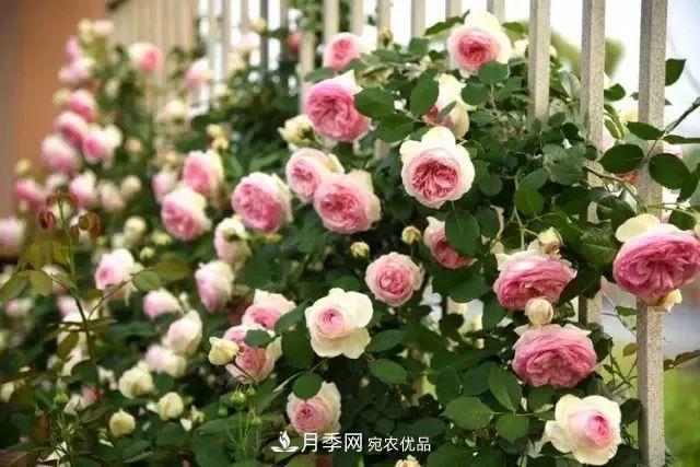 耐看的10種月季推薦：非常養(yǎng)眼，你養(yǎng)過(guò)幾種(圖2)