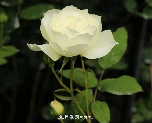 耐看的10種月季推薦：非常養(yǎng)眼，你養(yǎng)過(guò)幾種(圖10)