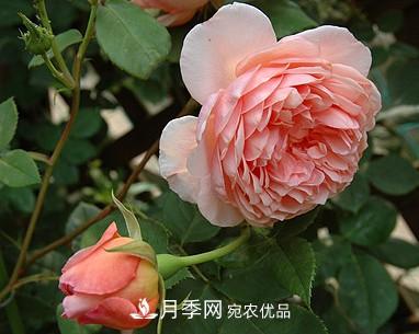 耐看的10種月季推薦：非常養(yǎng)眼，你養(yǎng)過(guò)幾種(圖8)