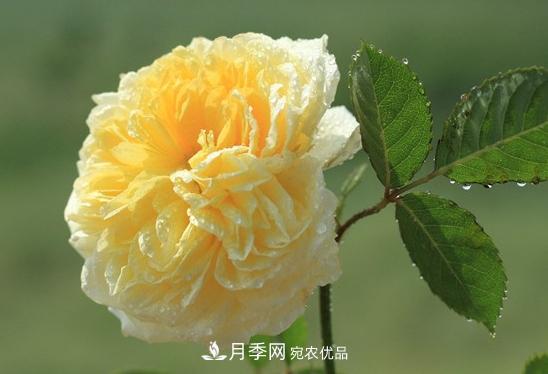 耐看的10種月季推薦：非常養(yǎng)眼，你養(yǎng)過(guò)幾種(圖9)