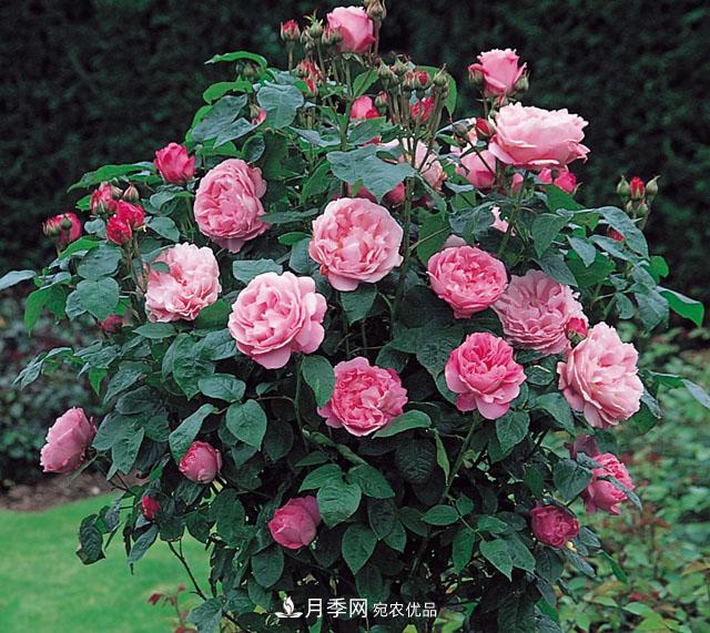 中國不同區(qū)域適合培養(yǎng)哪些月季種類？(圖1)