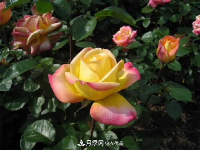 月季花友常見的6個(gè)&quot;毛病&quot;，你有幾個(gè)？(圖1)