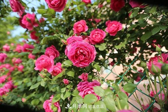 秋天月季花，養(yǎng)護“3多3少”做好，壯實過冬天(圖1)