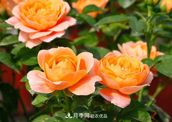 微型月季的小知識和代表品種(圖3)