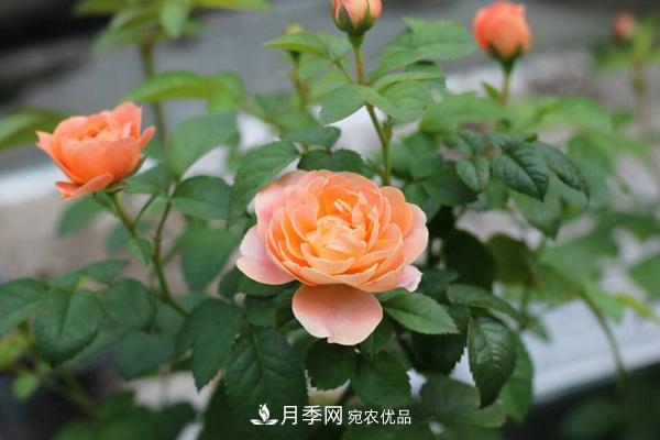 大花月季、豐花月季、微型月季知識介紹(圖3)