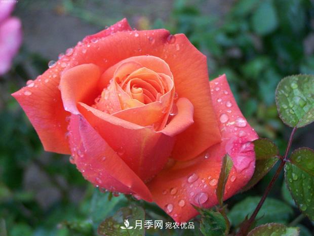 月季養(yǎng)花澆水的六個(gè)方法，七大禁忌！(圖1)