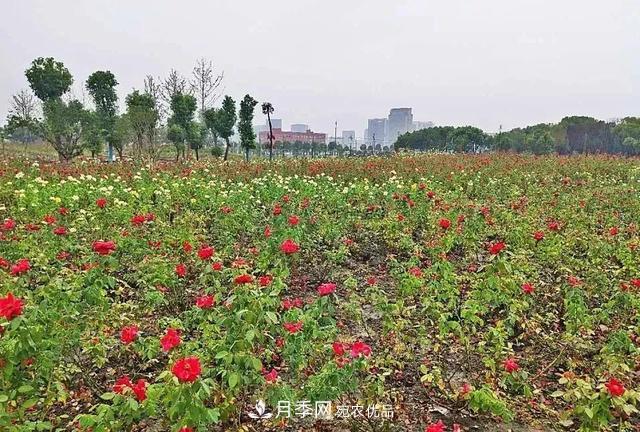 上海松江10萬平方米月季小鎮(zhèn)9月底完工，十一等你來打卡(圖4)