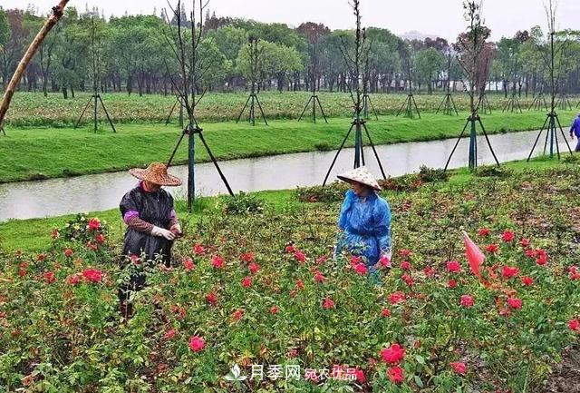 上海松江10萬平方米月季小鎮(zhèn)9月底完工，十一等你來打卡(圖3)