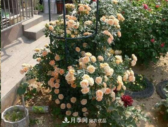 月季地栽這么做，長的比別人家的快10倍(圖2)
