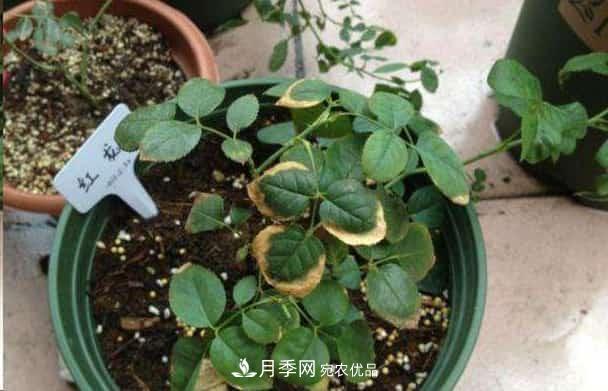 月季換盆后葉子黃了怎么回事？施肥辦法詳解在此(圖1)