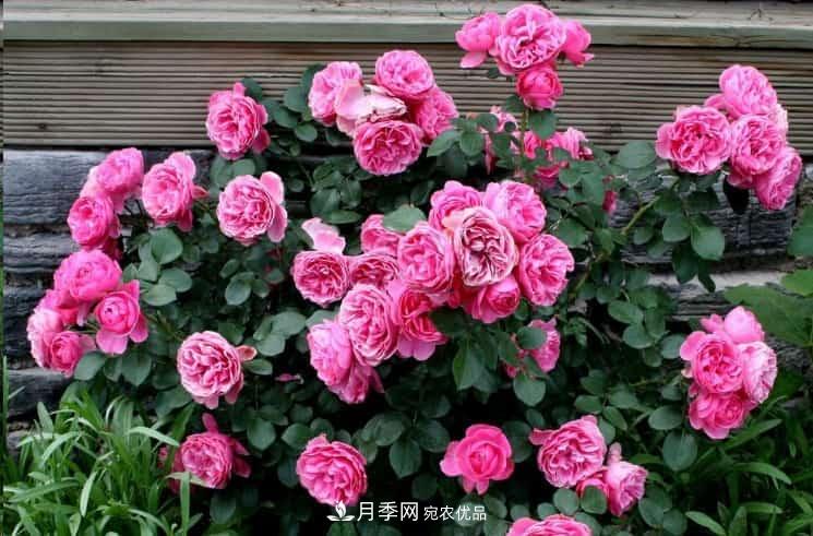 養(yǎng)了2年的藤本月季不開花有三個原因，南方花友如何解決？(圖1)