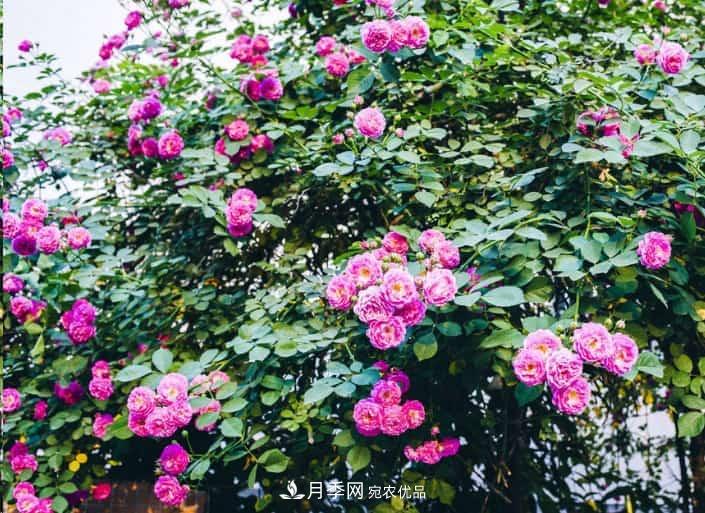 養(yǎng)了2年的藤本月季不開花有三個原因，南方花友如何解決？(圖2)