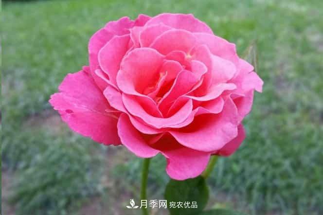 月季花苞一直打不開，5個原因在這！(圖2)