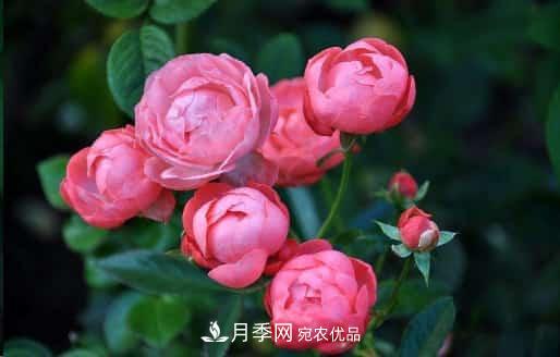 月季花苞一直打不開，5個原因在這！(圖1)