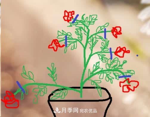 藤本月季小苗修剪方法，花友學(xué)會了嗎！(圖3)