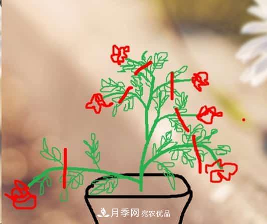 藤本月季小苗修剪方法，花友學(xué)會了嗎！(圖2)