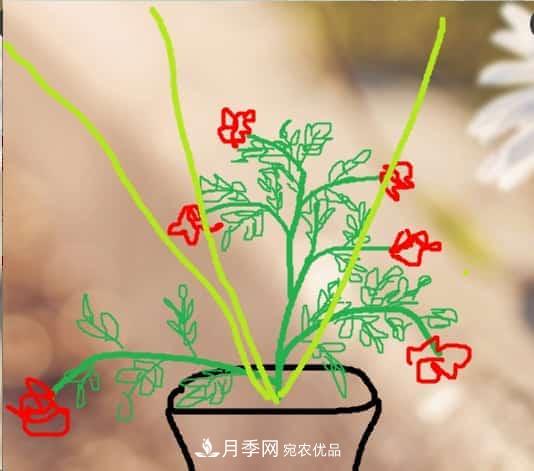 藤本月季小苗修剪方法，花友學(xué)會了嗎！(圖4)